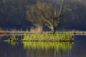 Nature Park Peenetal Drucke: Floating vegetation on the Peene