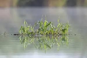 Nature Park Peenetal Drucke: Floating vegetation on the Peene