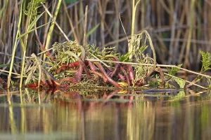 Northern Germany River Landscape Drucke: Floating vegetation in the water