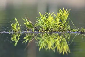 Northern Germany River Scene Drucke: Floating vegetation in water with reflection