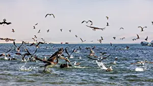 Braunpelikan Drucke: Ein Vogelschwarm über dem Meer.