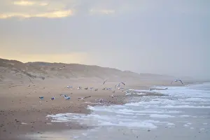 Wild Animals In Natural Environment Drucke: Flock of Seagulls on the beach in denmark