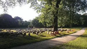Sheep Grazing In Europe Drucke: Flock of sheep