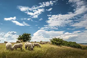 Sheep Grazing In Germany Drucke: Flock of sheep, grass landscape