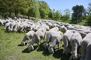 Sheep Grazing In Europe Drucke: Flock of sheep on juniper heath