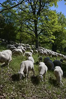 Agricultural Landscapes Europe Drucke: Flock of sheep on juniper heath