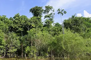 Deserted Jungle Scene Drucke: Flooded forest on the Abacaxis river