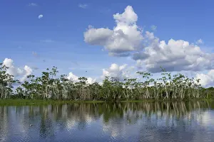 Tropical Rainforest Scenery Drucke: Flooded forest on the Abacaxis river