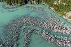 Flooded Forest Aerial View Drucke: Flooded forest with dead trees