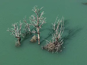 Dead Trees In Water Drucke: Flooded forest with dead trees