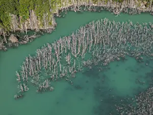 Valle Exploradores Scenery Drucke: Flooded forest with dead trees