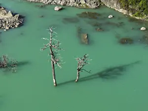 Dead Trees In Water Drucke: Flooded forest with dead trees
