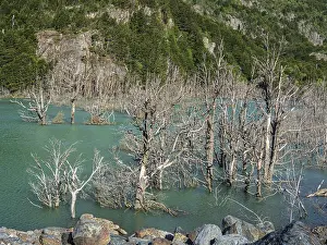 Valle Exploradores Scenery Drucke: Flooded forest with dead trees