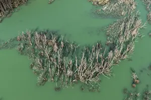 Drucke von Überschwemmtes Waldgebiet mit toten Bäumen, Fluss Rio Norte durch Erdrutsch gestaut, neuer See, Luftaufnahme, Valle Exploradores nahe Puerto Rio Tranquilo, Patagonien, Chile See Drucke: Überschwemmtes Waldgebiet mit toten Bäumen.