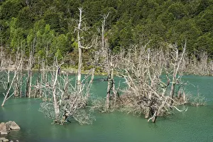 Drucke von Überschwemmtes Waldgebiet mit toten Bäumen, Fluss Rio Norte behindert durch Erdrutsch, neuer See, Valle Exploradores nahe Puerto Rio Tranquilo, Patagonien, Chile See Drucke: Überschwemmtes Waldgebiet mit toten Bäumen.