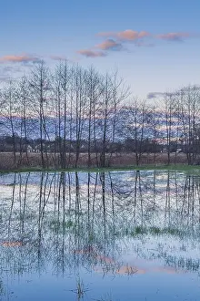 Nature Reflections Drucke: Flooded meadow with tree and sky reflections