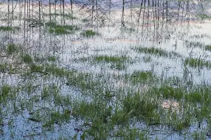 Water Flooded Field Drucke: Flooded meadow with tree and sky reflections