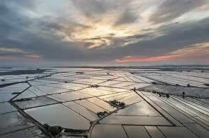 Spanish Agriculture Landscape Drucke: Flooded rice fields in May at daybreak