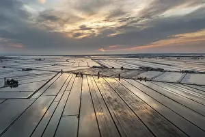 Rice Cultivation In Spain Drucke: Flooded rice fields in May at daybreak