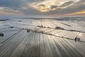 Rice Cultivation In Spain Drucke: Flooded rice fields in May at daybreak