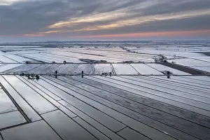 Rice Cultivation In Spain Drucke: Flooded rice fields in May at daybreak
