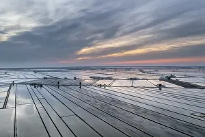 Aerial View Of Flooded Rice Fields Drucke: Flooded rice fields in May at daybreak