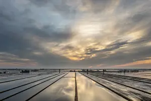 Spain Agricultural Landscape Drucke: Flooded rice fields in May at daybreak