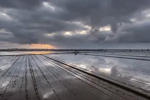 Flooded Rice Fields Drucke: Flooded rice fields in May at daybreak