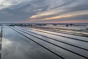 Aerial View Of Flooded Rice Fields Drucke: Flooded rice fields in May at daybreak