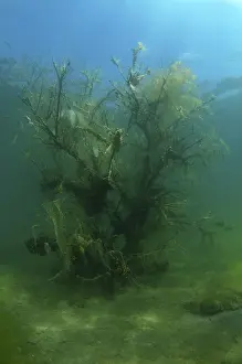 Hydrophytic Plant Photography Drucke: Flooded trees covered with green algae