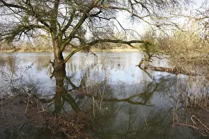 UNESCO Biosphere Reserve Mittlere Elbe Drucke: Flooding of the Mulde in winter