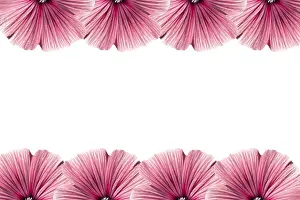 Studio Shot Of Flowers Drucke: Floral frame