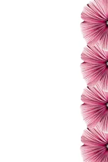 Flowering Plant Drucke: Floral frame