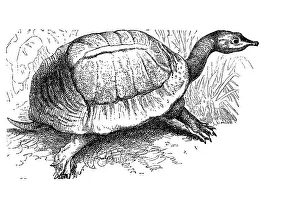 American Wildlife Illustrations Drucke: Florida softshell turtle (Apalone ferox)