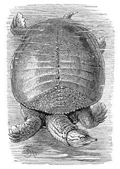 Historic Wildlife Images Drucke: Florida softshell turtle (Trionyx ferox)