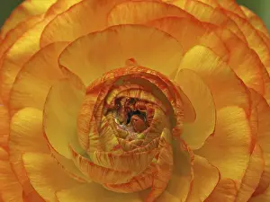 Orange Blossom Detail Drucke: Flower detail
