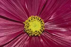 Close View Of Blossoms Drucke: Flower detail