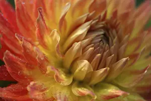Ornamental Garden Plant Drucke: Flower detail