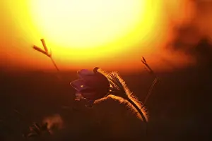 Common Pasque Flower Drucke: Flower backlit by an intense sunset