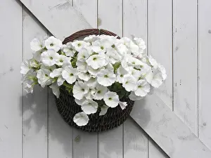 Potted Plant Decoration Drucke: Flower basket