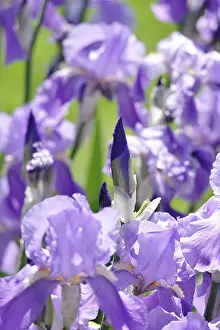 Bearded Iris Bloom Drucke: Flower of an bearded iris (Iris barbata)