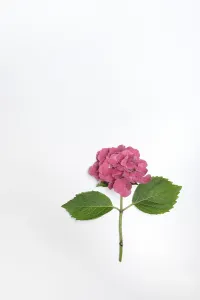 Hydrangeaceae Family Drucke: Flower of a Bigleaf Hydrangea (Hydrangea macrophylla)