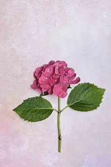 Hydrangeaceae Family Drucke: Flower of a Bigleaf Hydrangea (Hydrangea macrophylla)