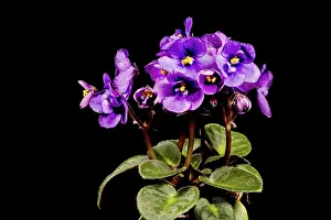 Decorative Item Drucke: Detail of a flower in bloom