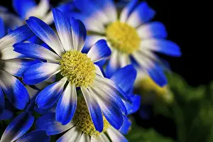 Potted Plant Decoration Drucke: Detail of a flower in bloom