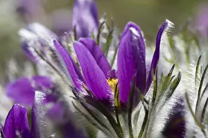 Pasque Flower Drucke: Flower of the common Pasque flower against the light