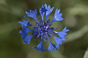 Blue Blossom Germany Drucke: Flower of a cornflower (Centaurea cyanus)