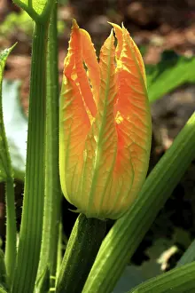 Courgette Flower Drucke: Flower of courgette (Cucurbita pepo subsp)