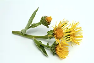 Elecampane Flower Drucke: Flower of elecampane, Inula helenium