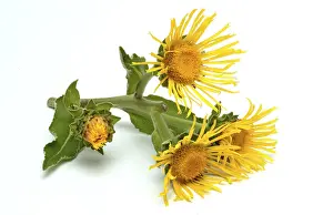 Elecampane Flower Drucke: Flower of elecampane, Inula helenium